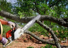 Trusted Shamokin, PA Tree Care Experts