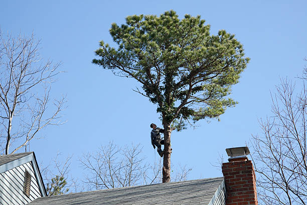 How Our Tree Care Process Works  in  Shamokin, PA